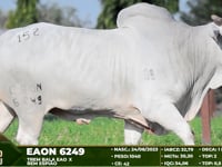 Lote 152