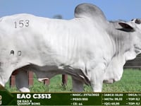 Lote 153