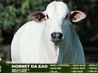 Lote 4000
