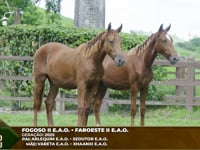 Lote M02