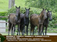 Lote M04