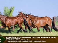 Lote M05