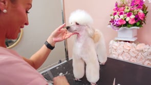 ⏺️ Microbite | How often does this dog need grooming?