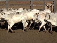 Lote 32