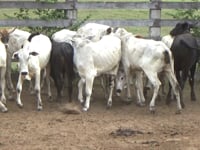 Lote 11P
