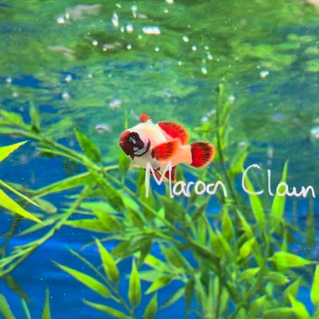 Gold Nugget Maroon Clownfish video