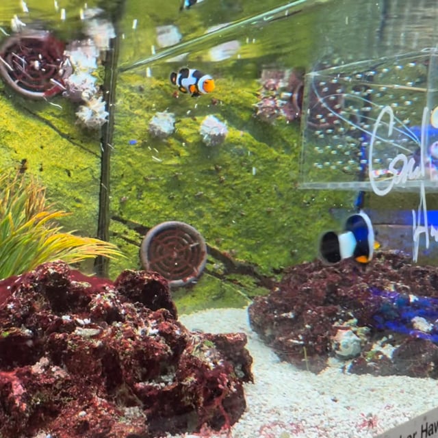 Onyx Picasso Clownfish video