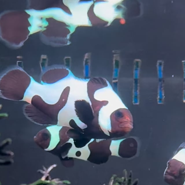 Black DaVinci Clownfish video