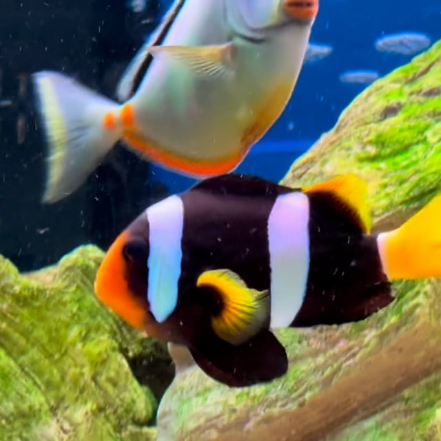 Black Clarkii Clownfish video