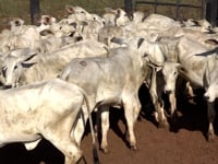 Lote 35