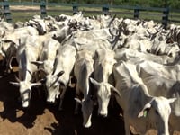 Lote 06P