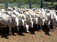 Lote 07P