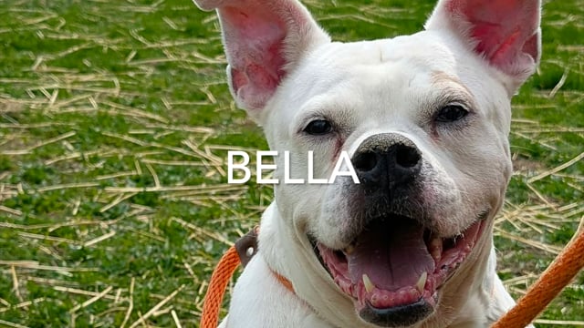 Enlarge Bella, an adopted mixed breed in Crestwood, IL video 5/5