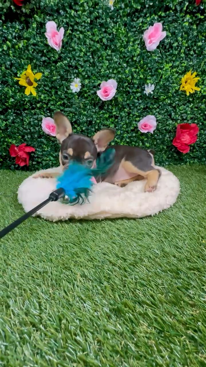 Female French Bulldog puppy named Nina for sale at Puppy Dreams - Round Rock. video thumbnail
