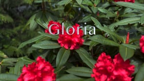 Gloria