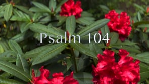 Psalm 104