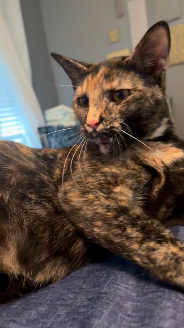 Enlarge Fern - WILL WEATHER ANY STORM FOR YOUR LOVE!, an adopted American Shorthair in Bristow, VA video 6/6