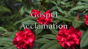 Gospel Acclamation