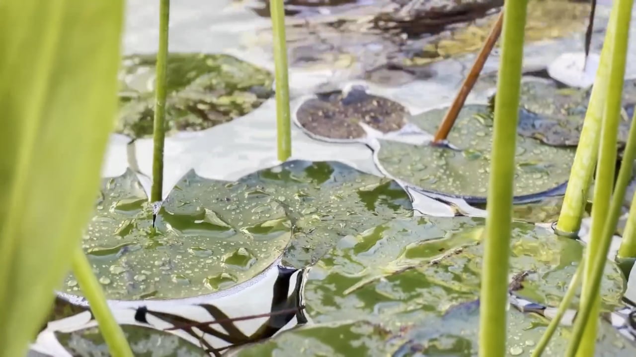 Thumbnail from Getty Museum Film