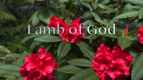 Lamb of God