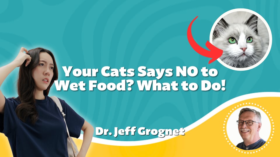 Your Cats Say NO to Wet Food? What to Do!