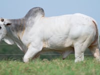 Lote 64
