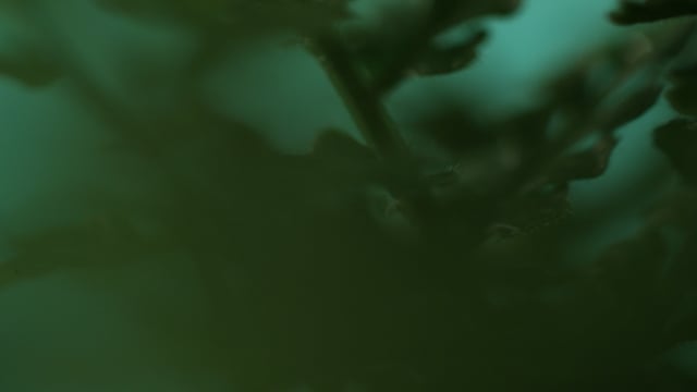 Still 2