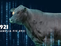 Lote 02