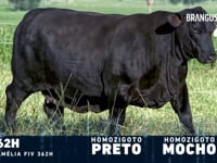 Lote 01