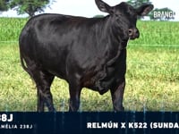 Lote 03