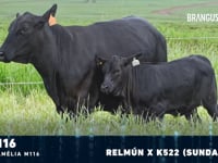 Lote 04