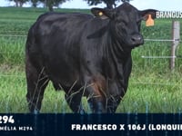 Lote 07