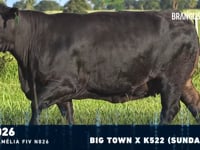 Lote 11