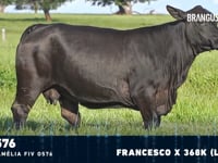 Lote 12