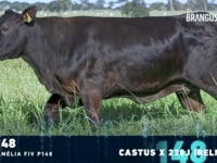 Lote 13