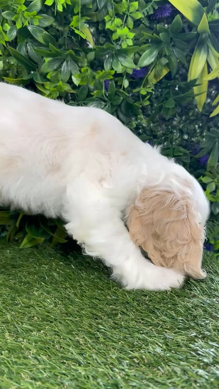 Male Cocker Spaniel puppy named Buffy for sale at Puppy Dreams - Katy. video thumbnail