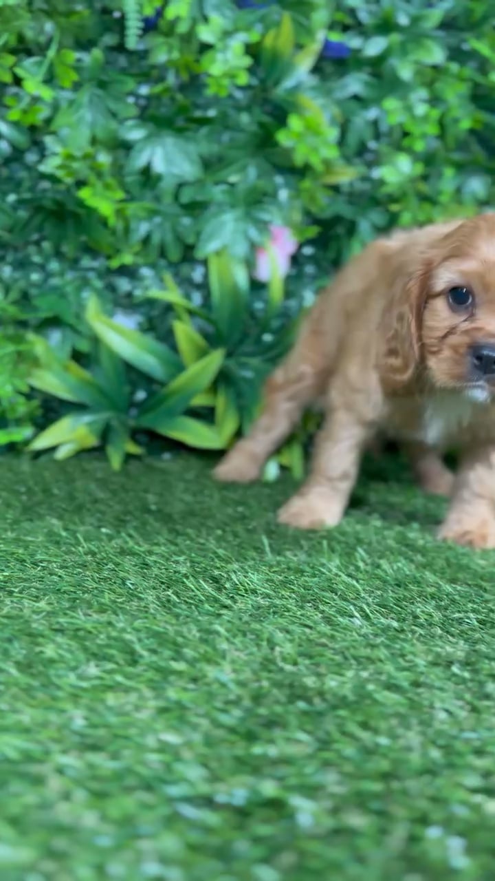 Male Cavalier King Charles Spaniel puppy named Leo for sale at Puppy Dreams - Katy. video thumbnail