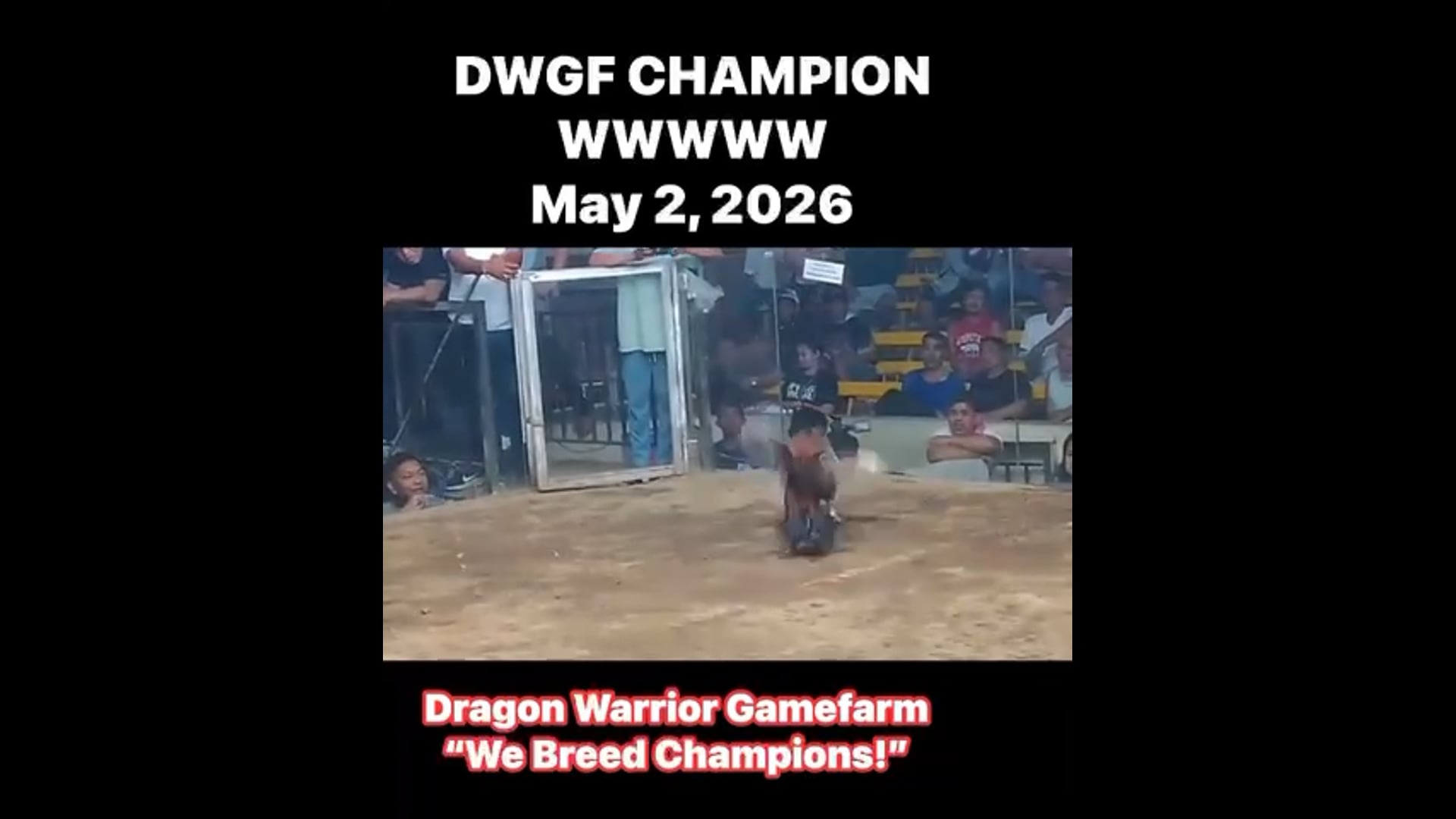 DWGF Champion | May 2, 2026 | Video 5