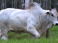 Lote 33