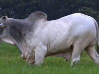 Lote 53