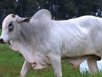 Lote 67