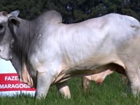 Lote 69