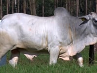 Lote 70