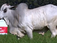 Lote 71