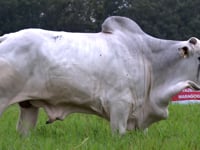 Lote 73