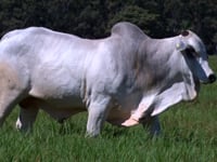 Lote 88
