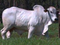 Lote 92