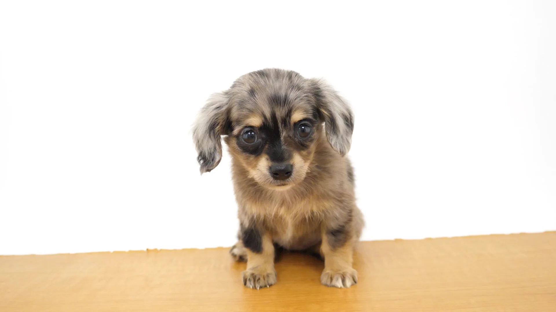 小型わんちゃんです。 ハーフ犬（チワックス） シルバーダップル 女の子 GRAND麻布十番店