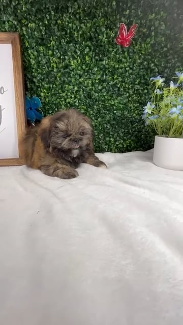 Male Shih Tzu puppy named Chewbacca for sale at Puppy Dreams - Mansfield. video thumbnail
