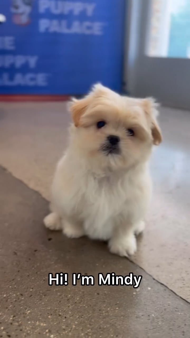 Female Peekapoo puppy named Mindy for sale at The Puppy Palace CT. video thumbnail